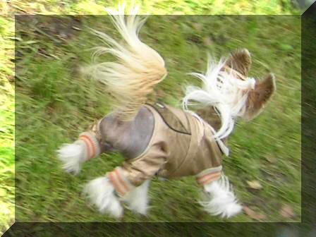 Zvenimir iz Pokoleniya Zvezd