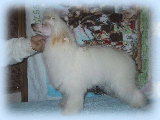 Rino Anne JP Quartet For Kirara