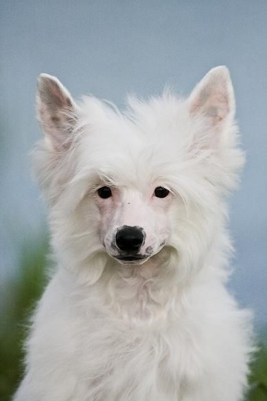 Olegro Katrin Northern Lights