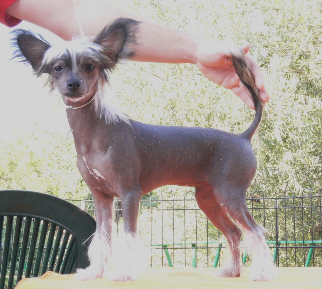 Magnus Staff Believe In Your Thoughts