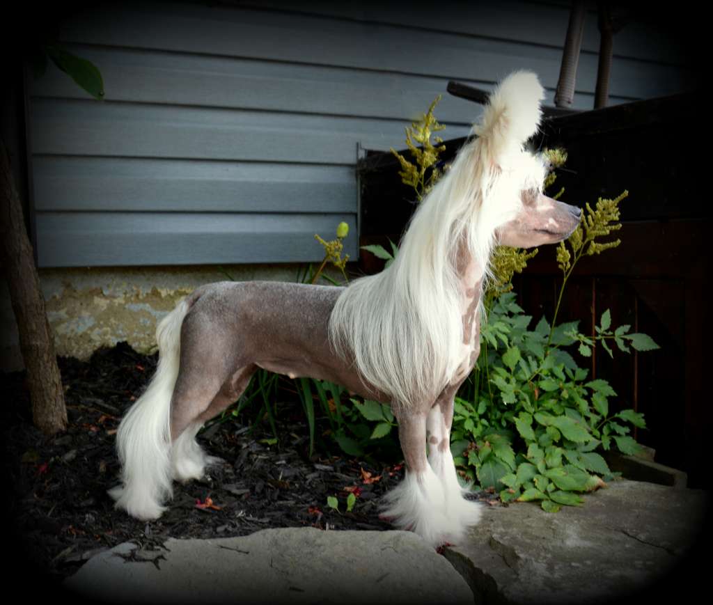 Crestyle Turn On The Charm hl