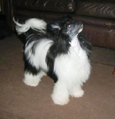 Fawncrest Strike A Pose