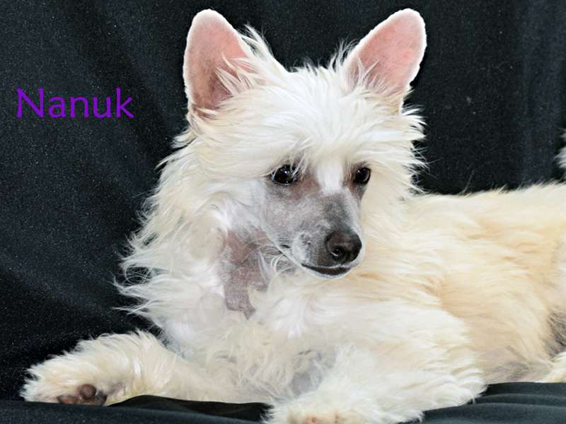 little Dragons Nanuk from BlackFairies