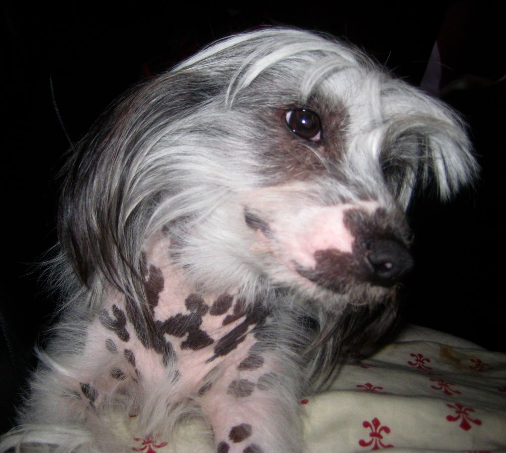 Wicke William Avrina