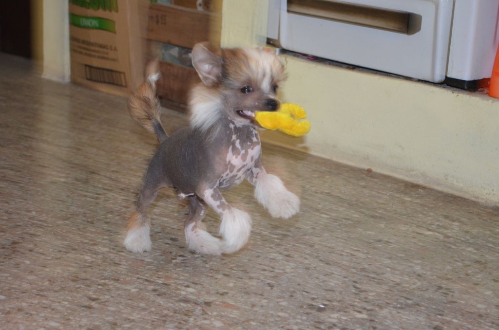 Buon Giorno Principessa Falazairroo