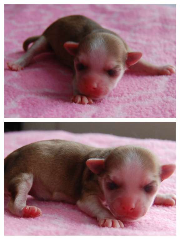 Crestyle I Can't Stop The Rumours