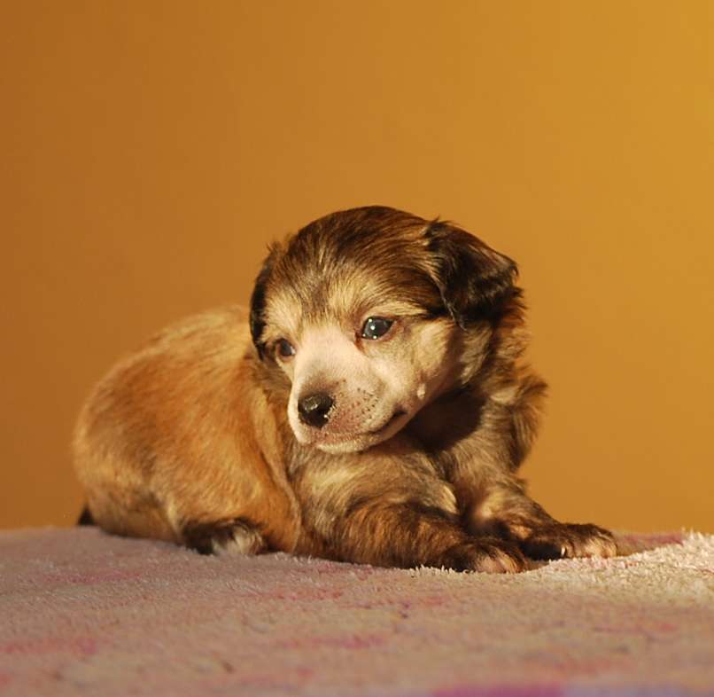 Little Dog Of Dream Le Baron