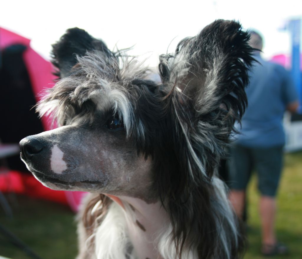 Donna Domenique Avrina