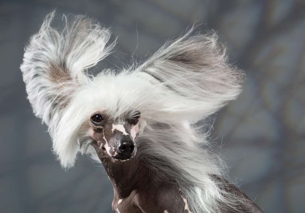 Nezhny Angel Meyglen