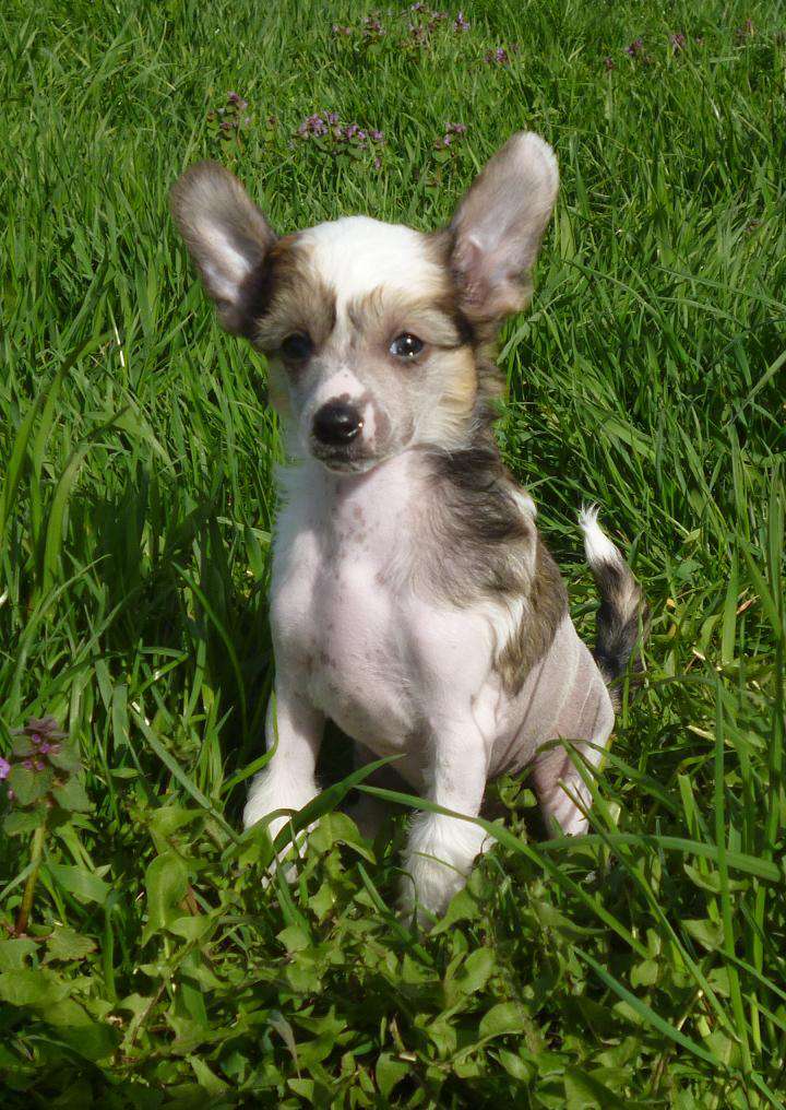 Dracoolka Magic ar Arenis Marri