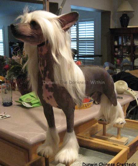 Dunwin The Darkness Within