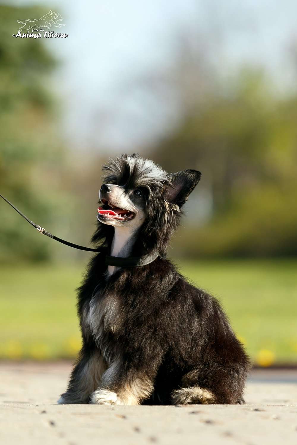 Sol'tanto Liberty Wind