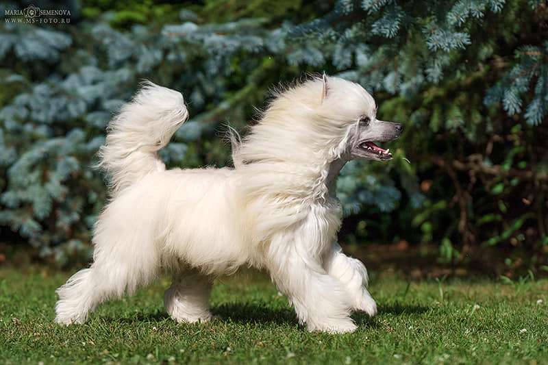 Incanto Del Mondo Keeper