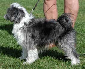 Willow Star's Smillas-Zack