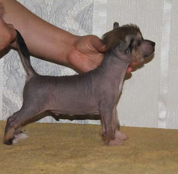 Damazo Molosos Gratzi