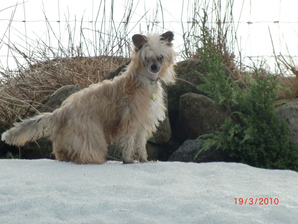 De La Mahafu's Hot Harlequin