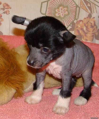 Rus Foreva Tohka Otscheta