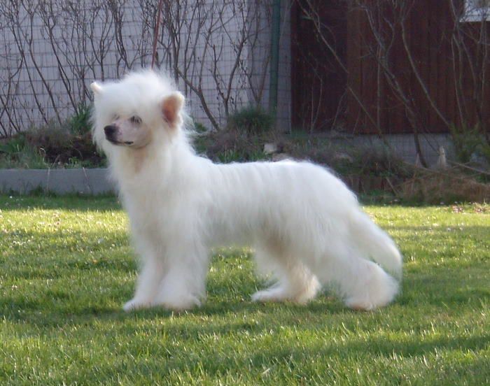 Selfcresteem's Oxo Cube