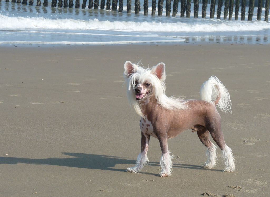 Special Edition Pokerface