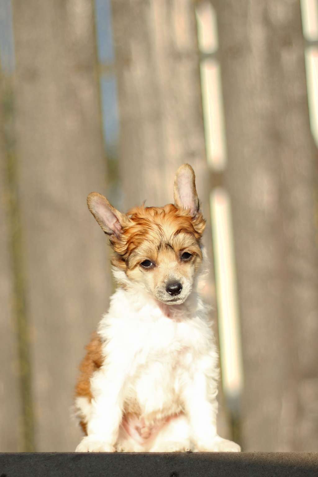 Flying Cresteds A little be Psycho