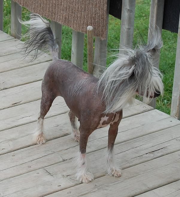 Crestyle Canadian AdvanTage THL