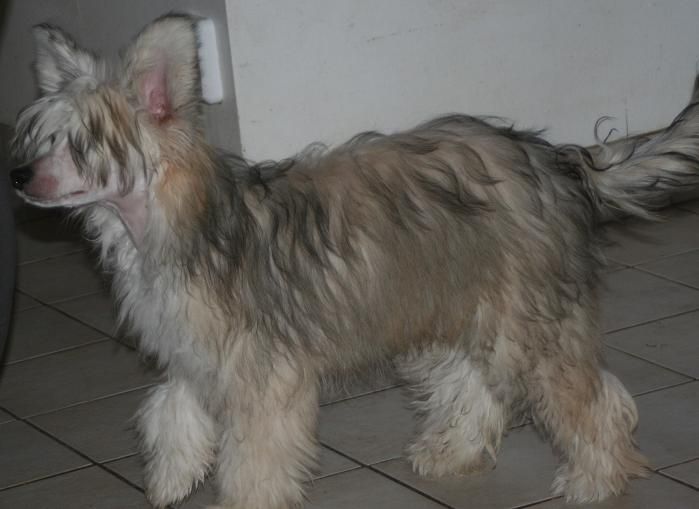 Smedbys Jack Daniel's