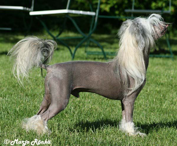 Chinetta's Code Armani