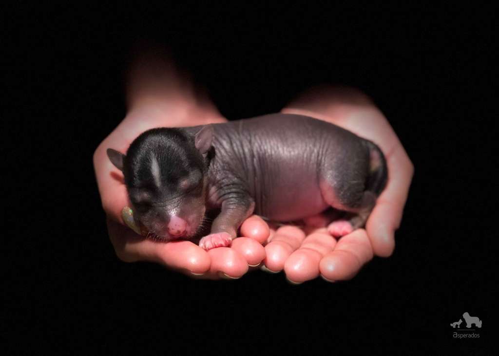 Just Perfect Juan Asperados