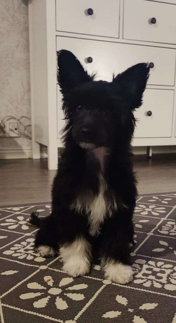 Viavrois Famous Filmstar