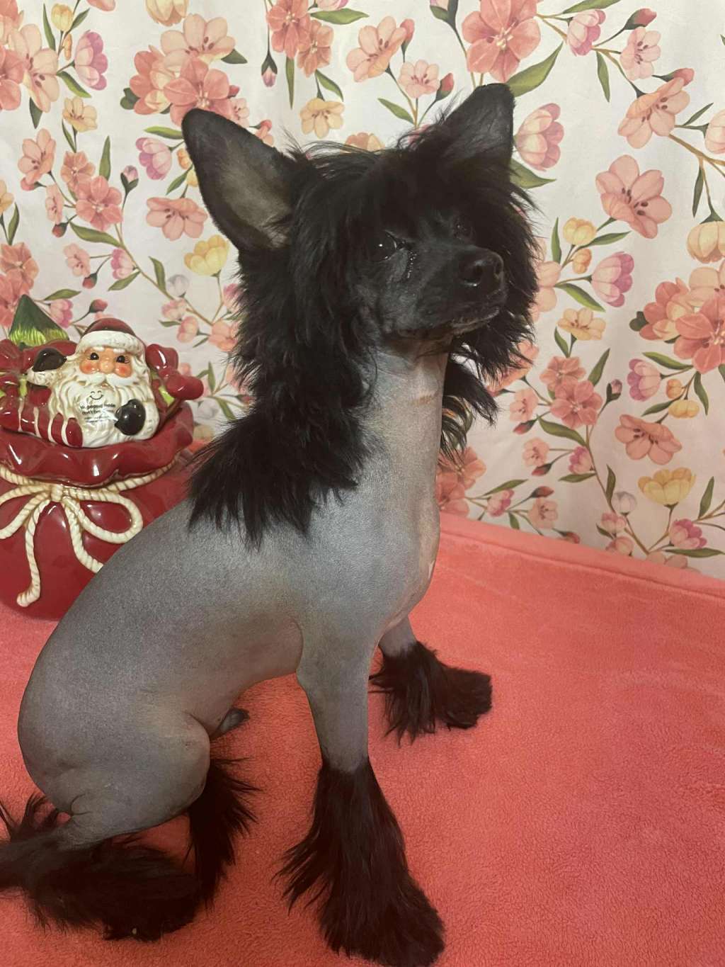 Nugat Kings of Dreams