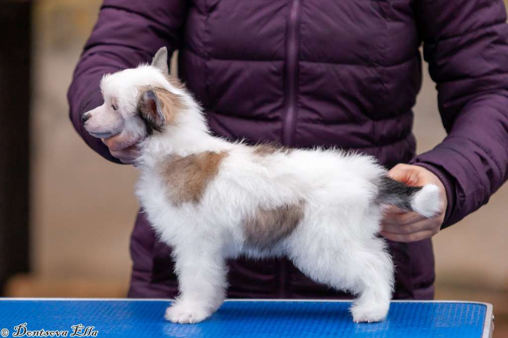Nestor Petrovich iz Sozvezdiya Khana
