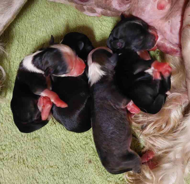 Caramel Sensation Cool Lady