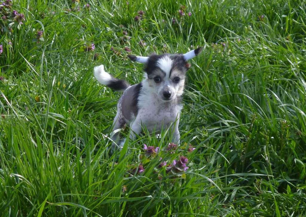 Devil true love ar Arenis Marri