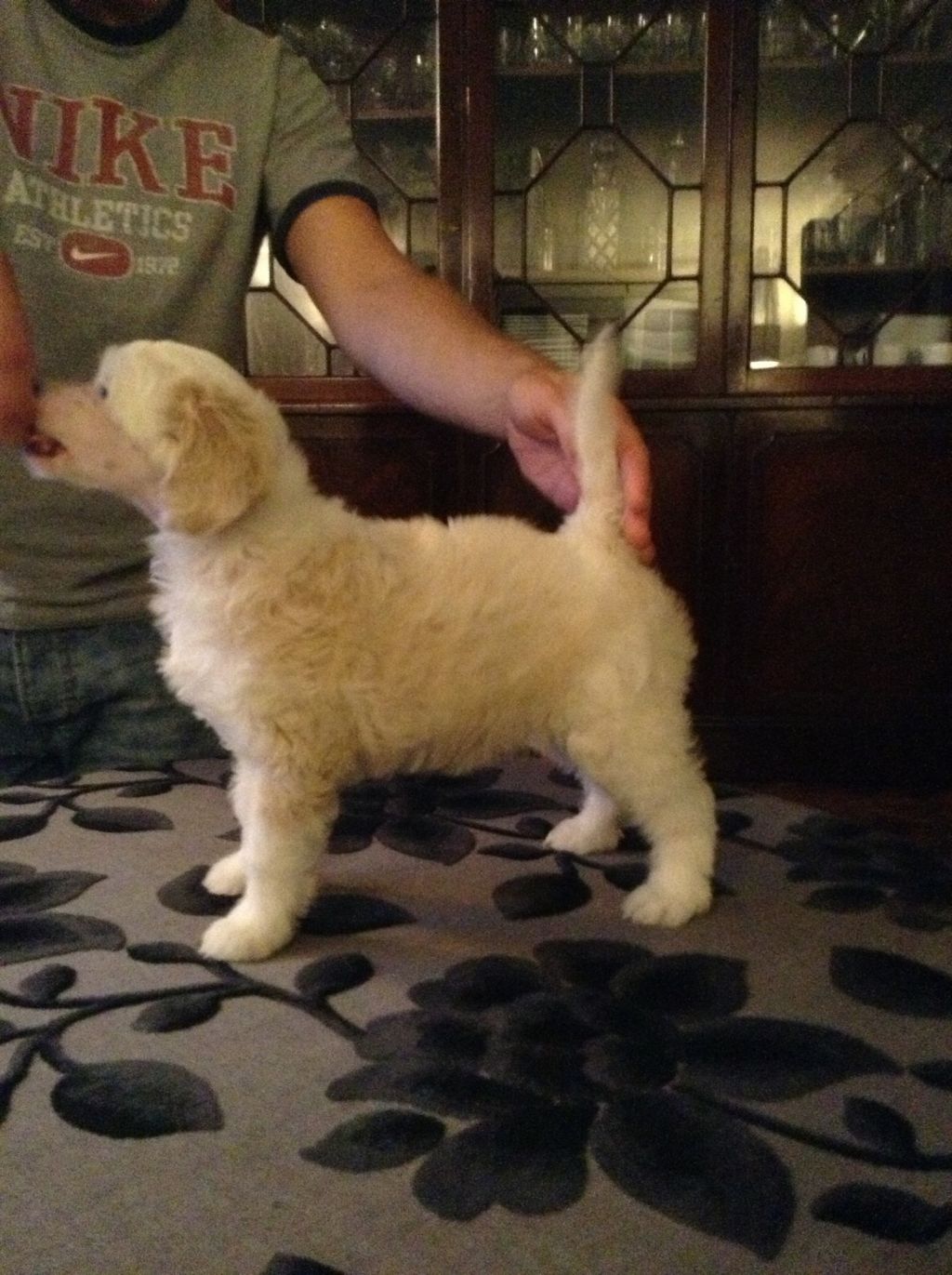 Vanitonia panna cotta