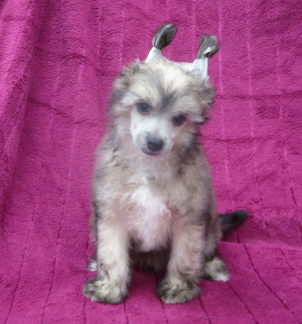 Parcauwen Totally Topaz