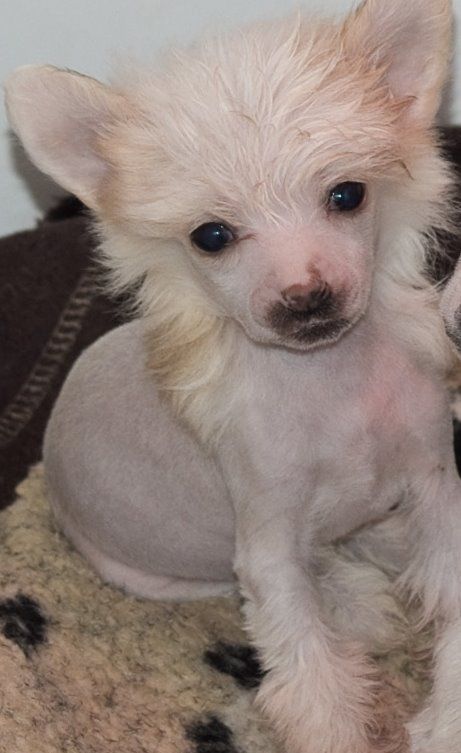 Pariansoez Playstation