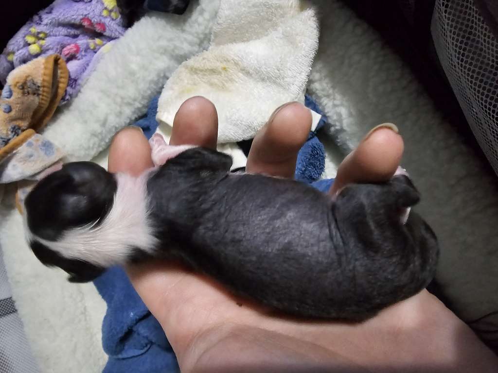 Fabulis Blazed and Confused