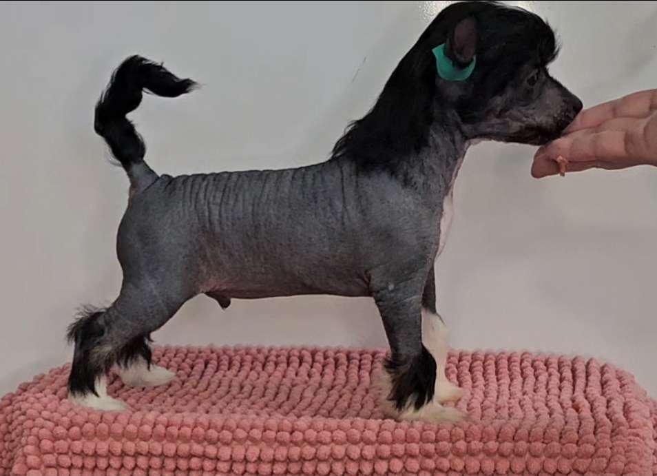 Kaitlin Hard Dogshow Hangover