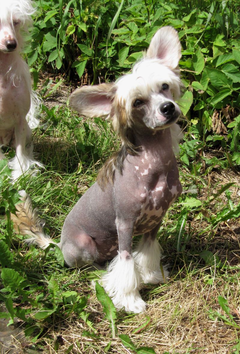 Kaunisvirran Åskar Brave Man