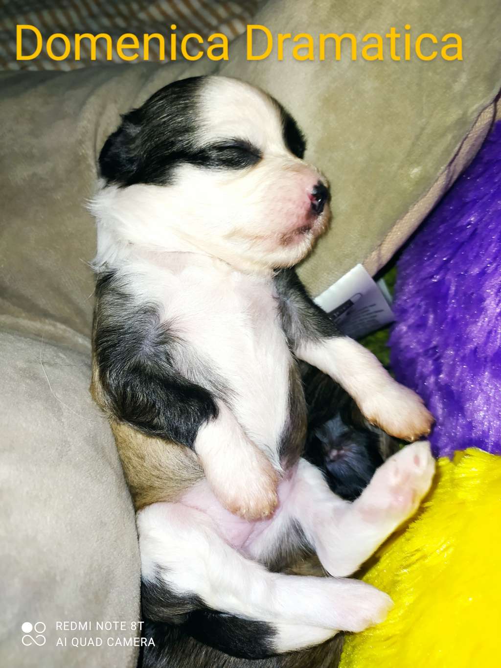 Domenica Dramatica Haneli Nice