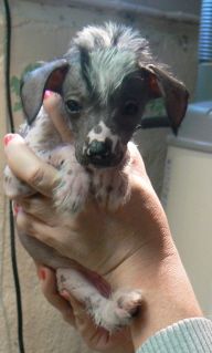 Dogtrix Kinkiga Kurt