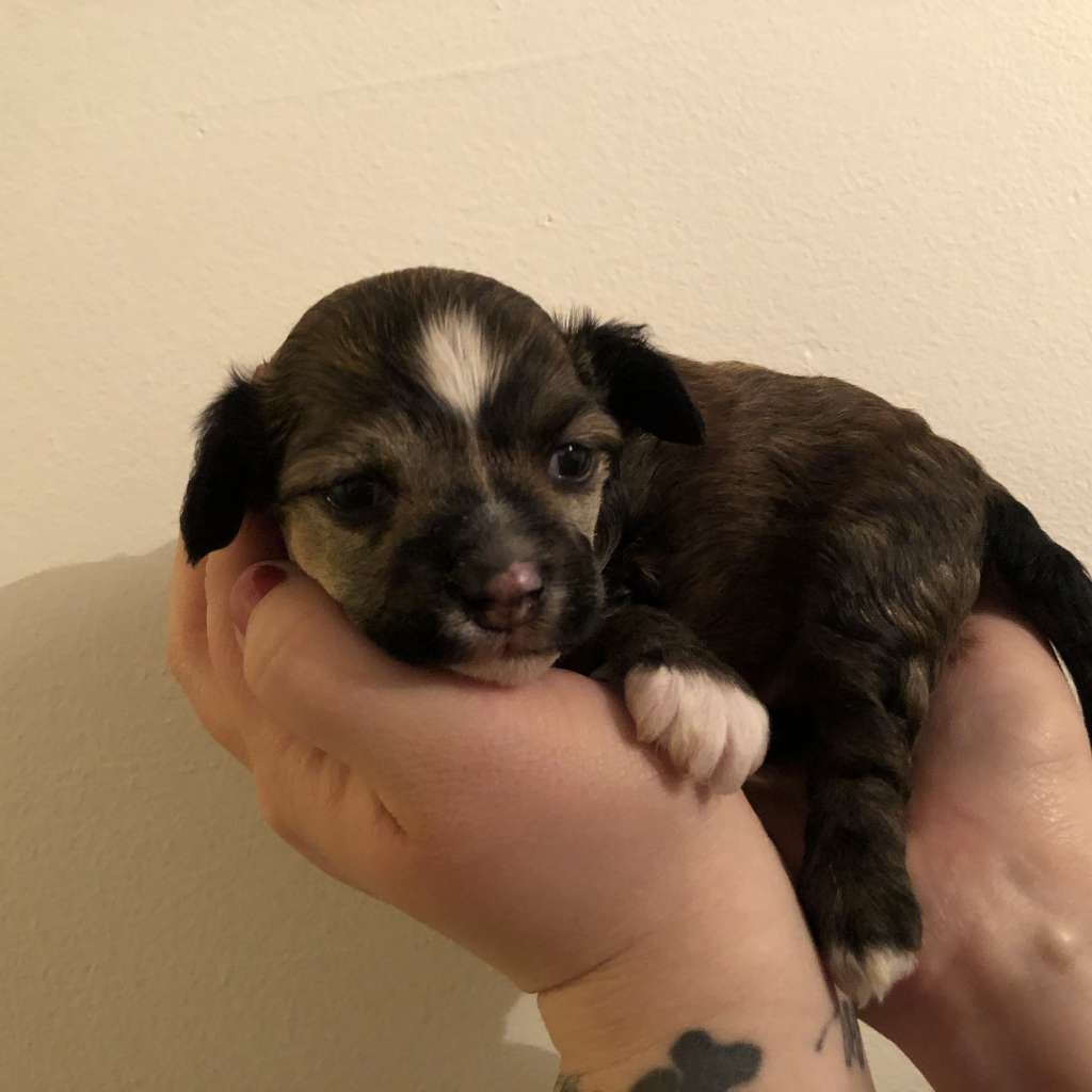 Speechless Next One To Shine