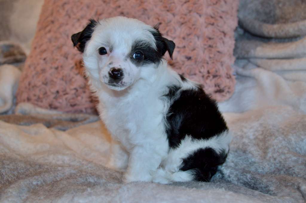 Opium Black z Andelovy dlane