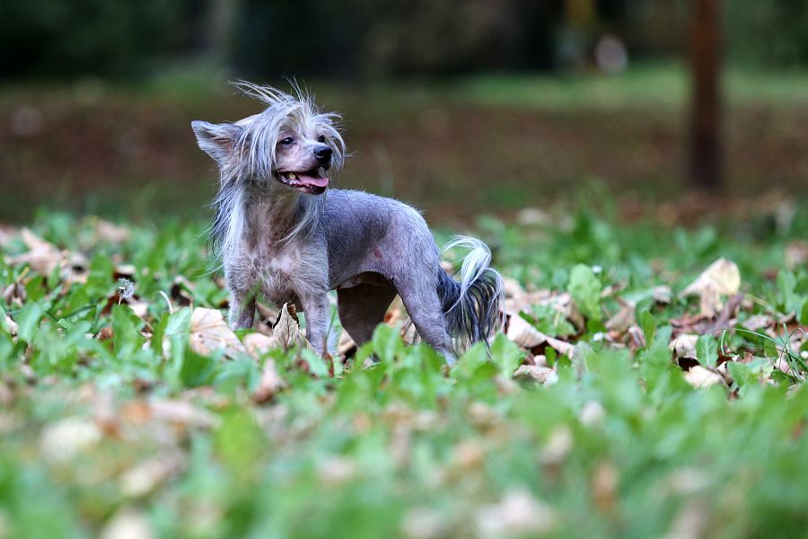 Jassabel Joy Dandy Mate