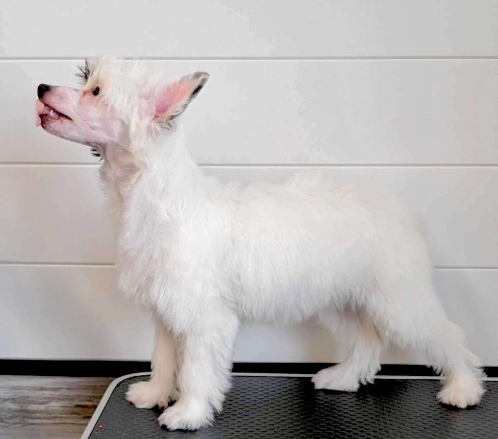 Crestilux Keep Kissing