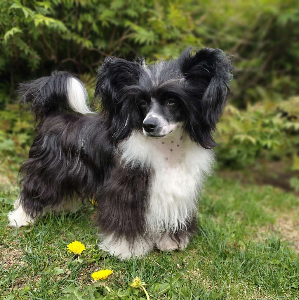 Hilpakan Tiutau Tiutau Tilitalitittan