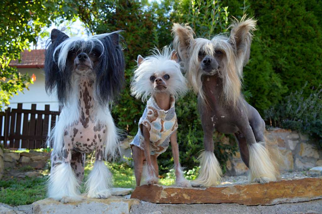 Casimé Lavender z Andelovy dlane