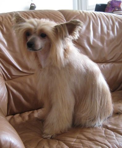 Stormblåstens Quel'Dorei