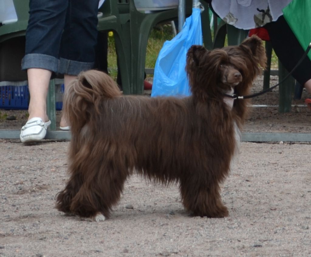 Sunstreaker Coeur de Praline