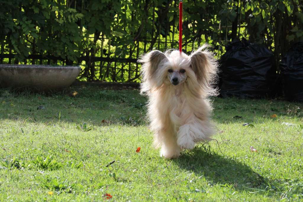 Arabelle Onyx Jewel: I'm a SuperStar